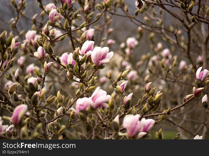 The pink flowers in the trees at spring