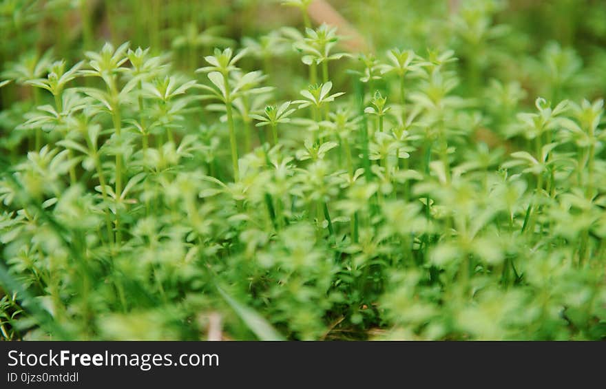 Green Leaf Plants