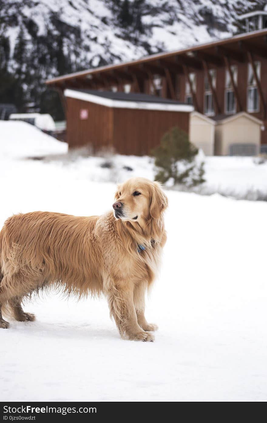 Adult Light Golden Retriever Stands on Snowfield Near Brown Wooden House at Daytime