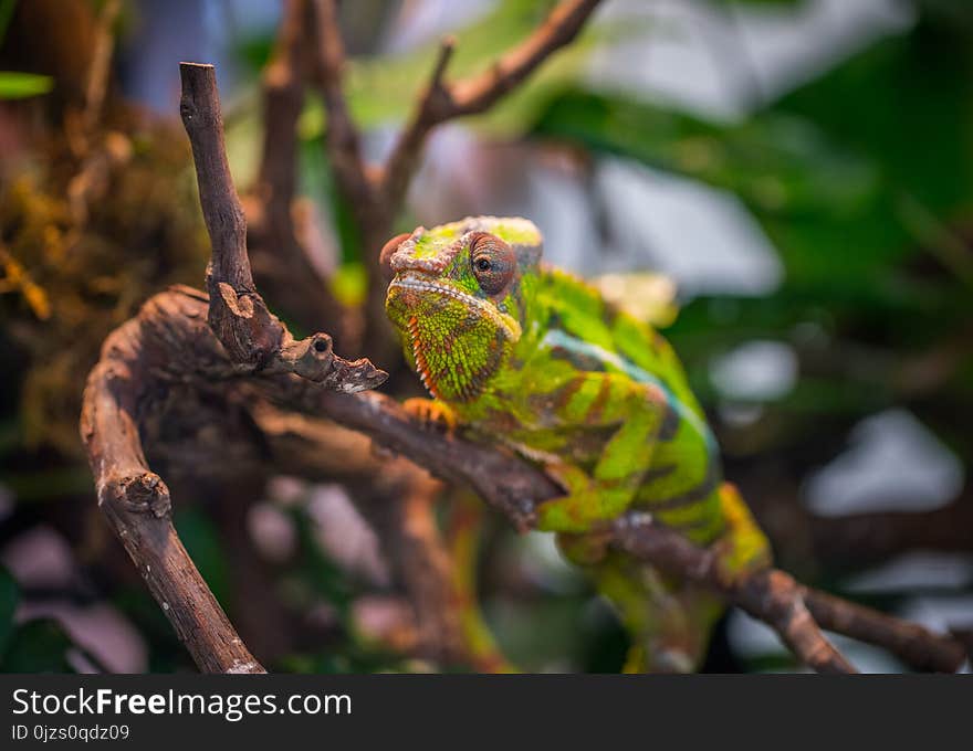 Selective Focus Photography of Green and Brown Chameleon Perched on Brown Tree Branch at Daytime