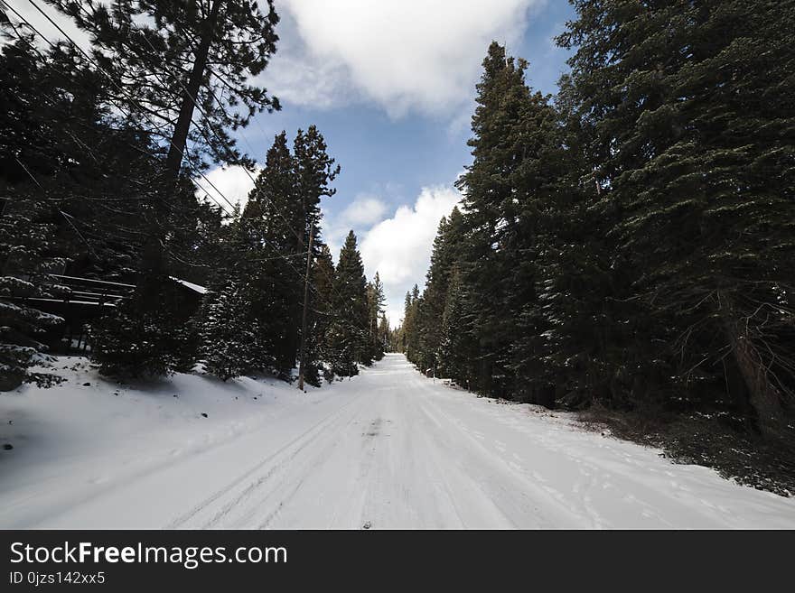 Green Leaved Trees on Snow