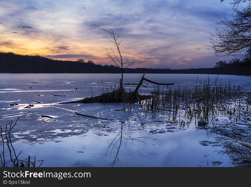 Bare Tree in the Middle of Body of Water