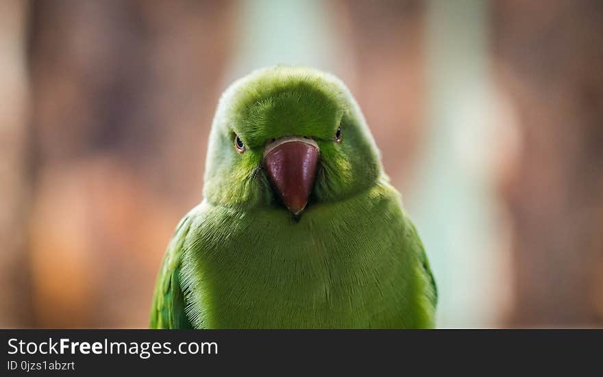 Shallow Focus Photo of Green Bird