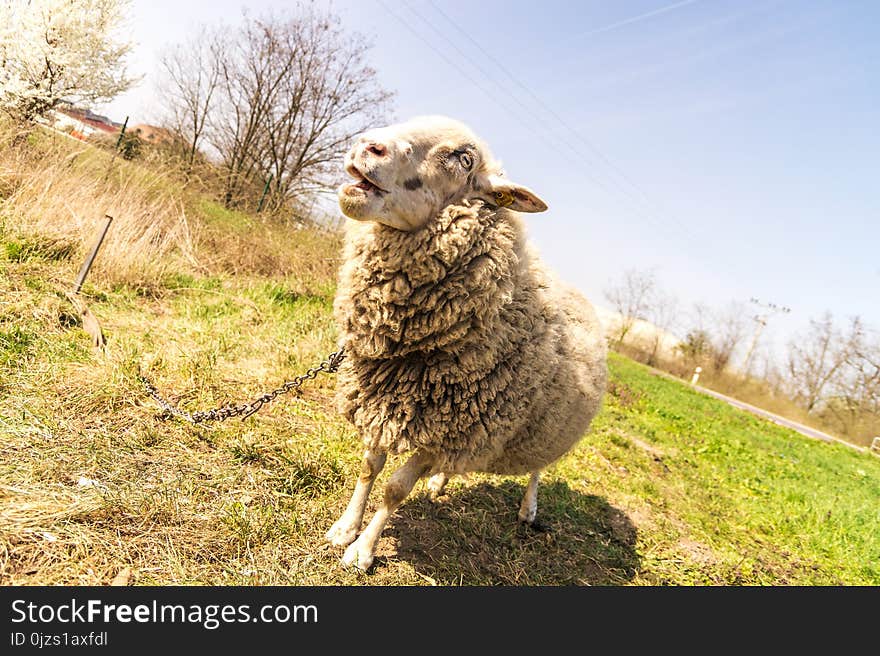 Gray Sheep on Green Grass Under Gray Sky at Daytime