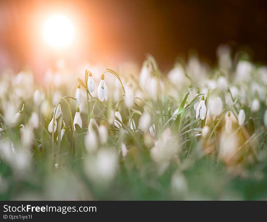 Close Up Photo of a Bed of White Flowers