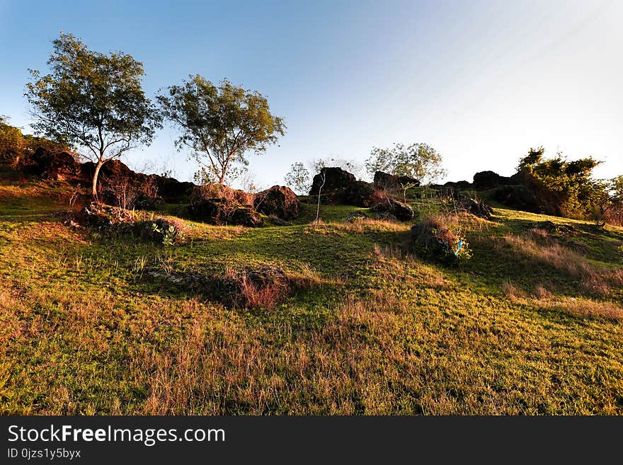 Landscape of Grass Field