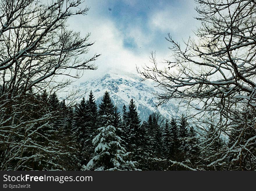 Close Up Photo of Snow-coated Trees