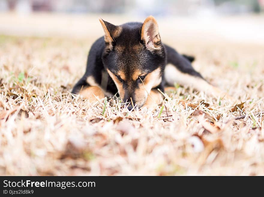 Adult Black and Tan Shiba Inu Lying on Grass Field