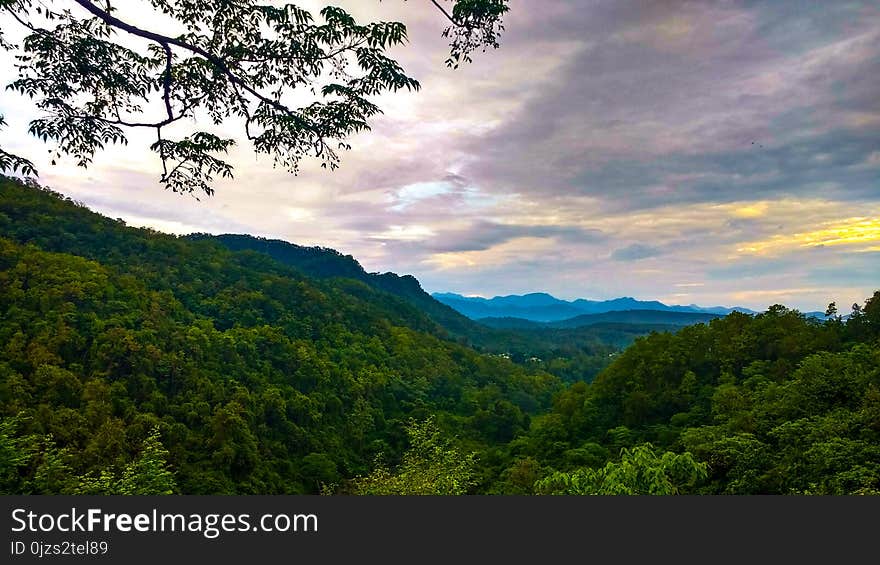 Top View of Forest