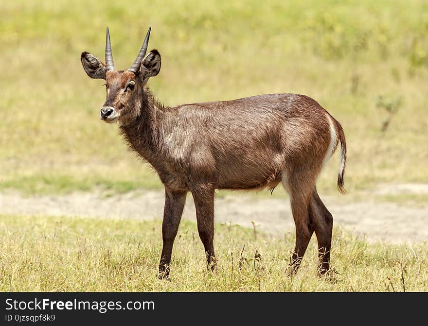 A young Waterbuck in Arusha National Park