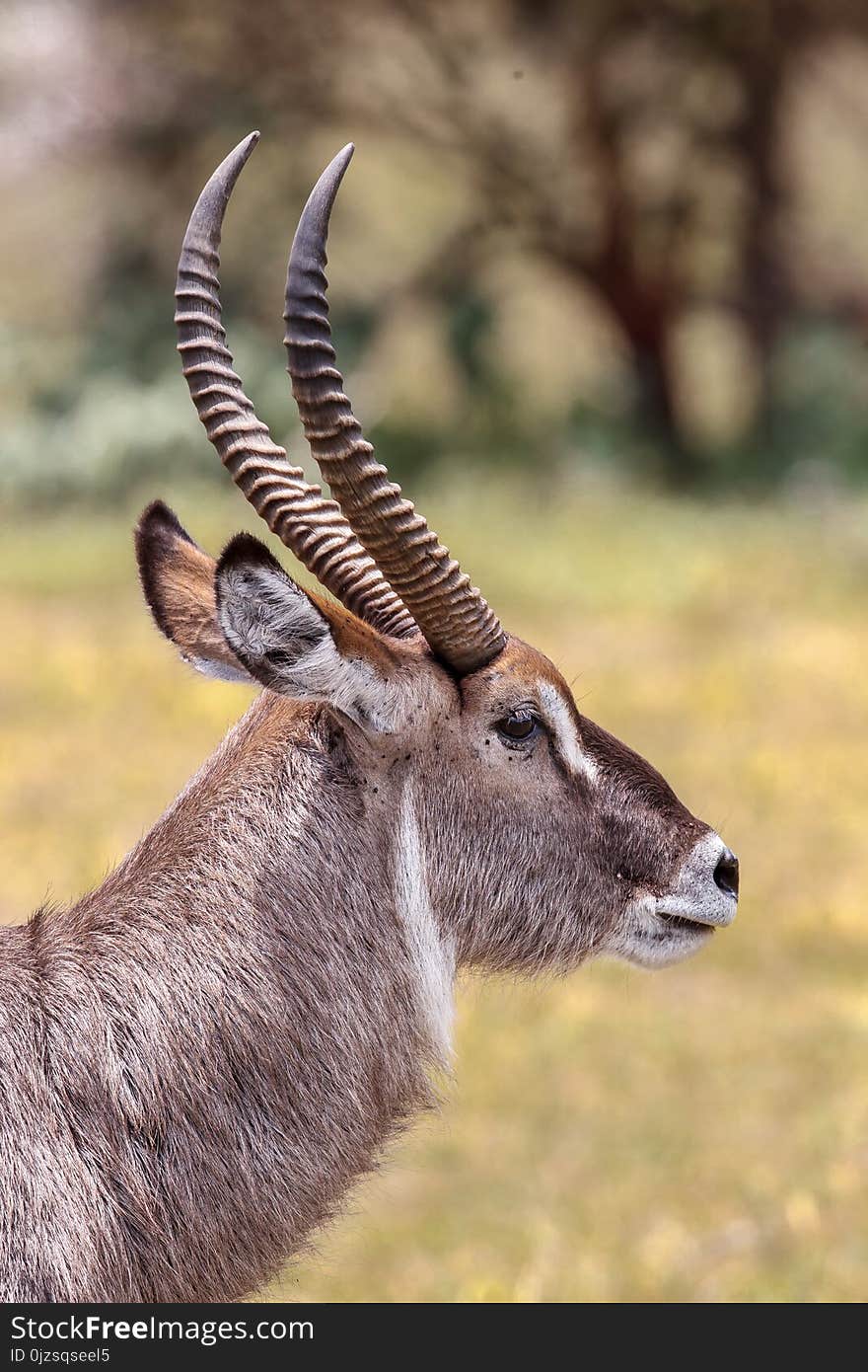 A portrait of a Waterbuck stag