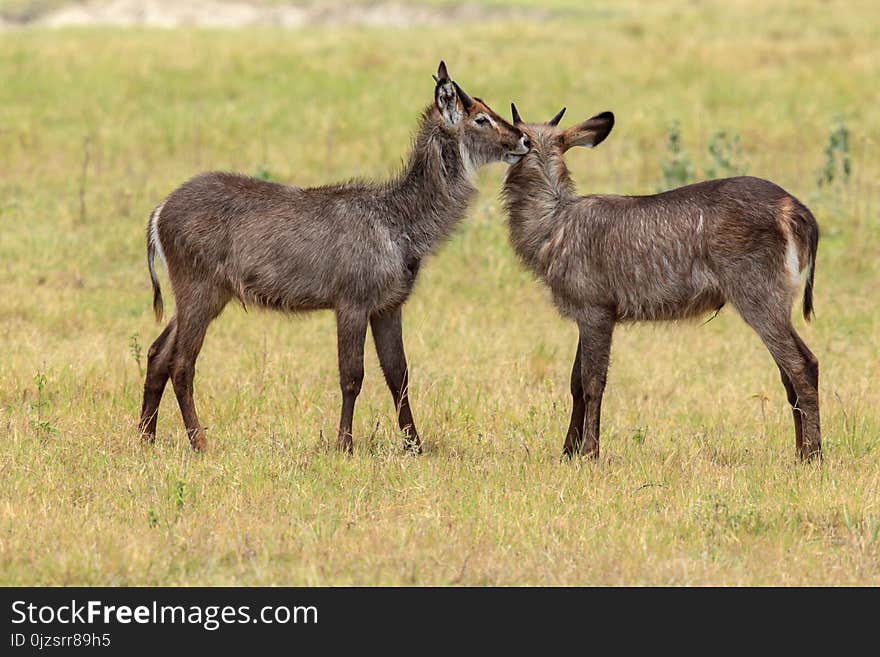 Two Young Waterbucks Grooming Each Other