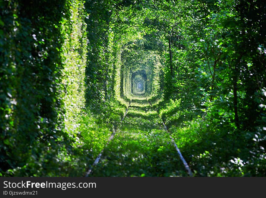 Magic Tunnel of Love, green trees and the railroad, in Ukraine.