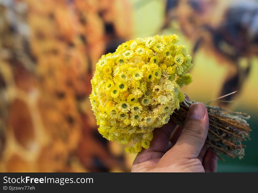 Amazing Colorful Dry Flowers In Hand