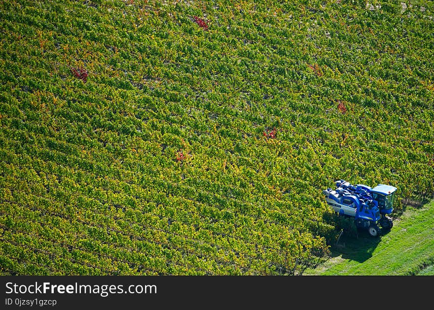 Mechanical harvester of grapes, Bordeaux vineyard