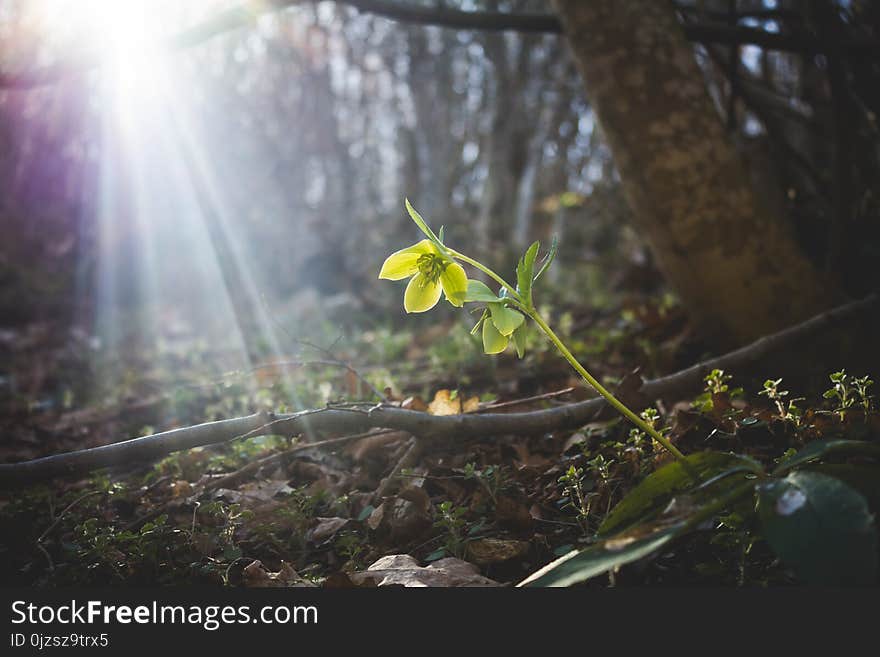 Green flower in the woods on sunlight. Sunflare and green flower