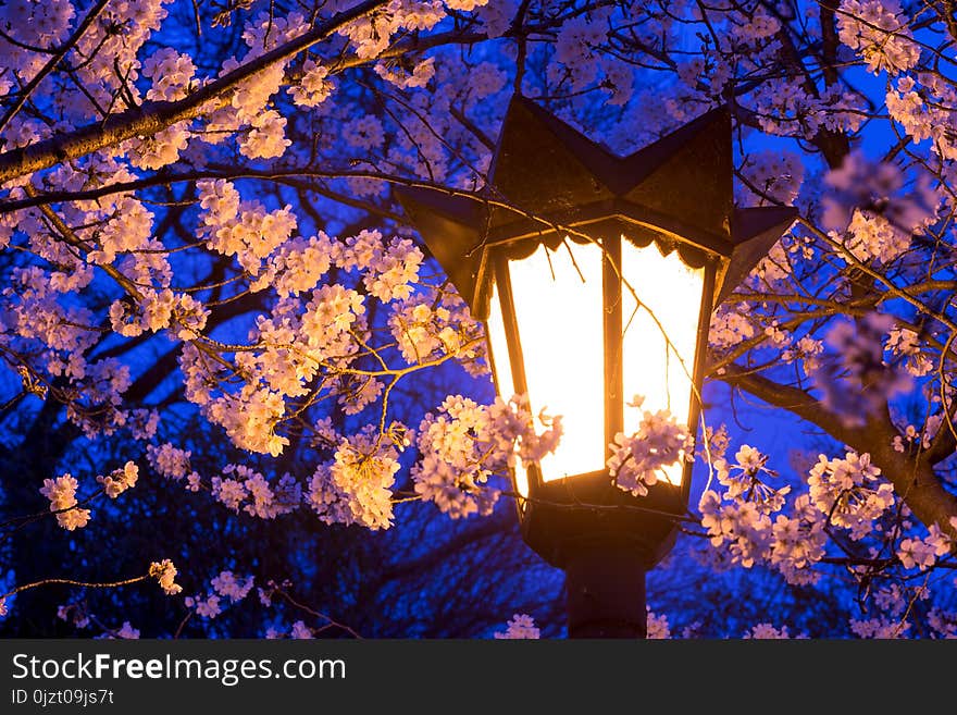 Street Lights Illuminate Cherry Blossoms