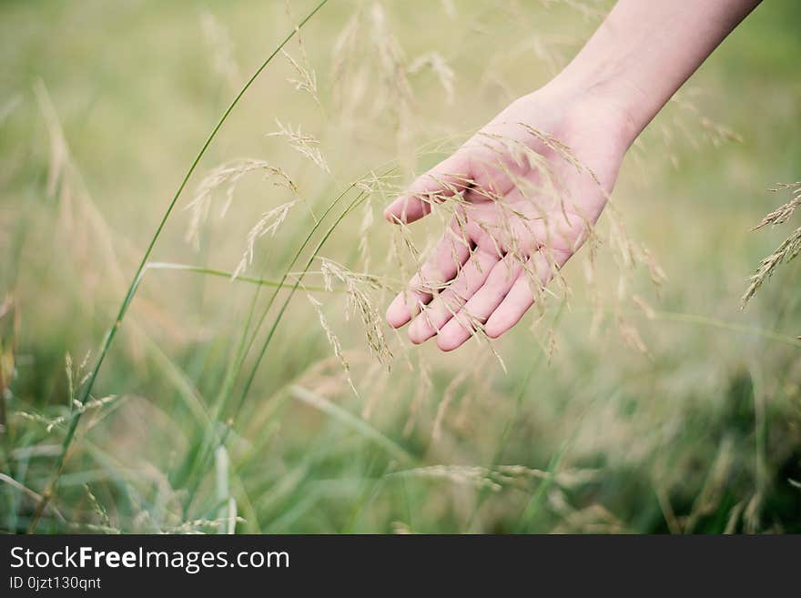 Woman hand touching green grass at meadows background. Woman hand touching green grass at meadows background