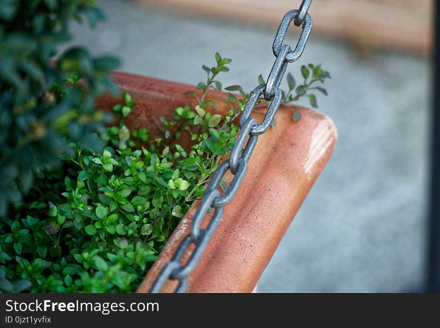 Bush in flowerpot with steel chain fence before it