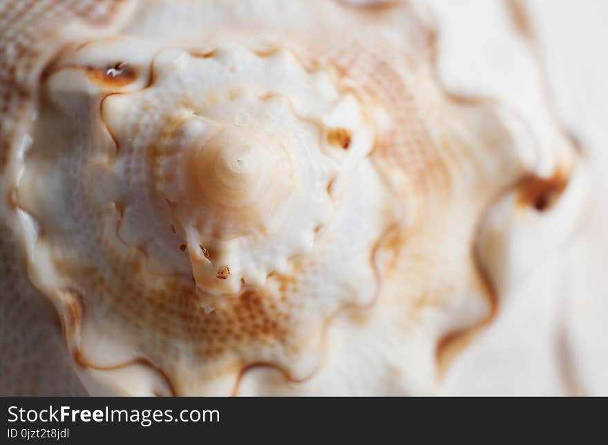 Natural background. Close-up a beautiful relief wavy end of seashell. Selective focus.