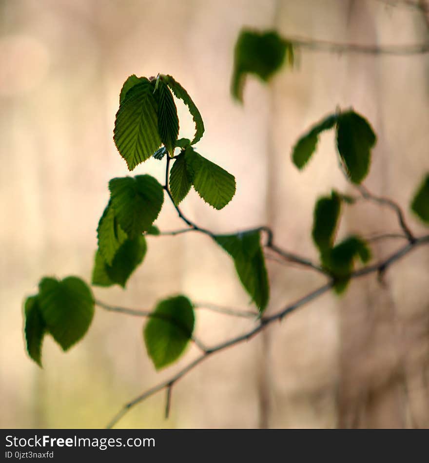 Leaves Of A Budding Tree