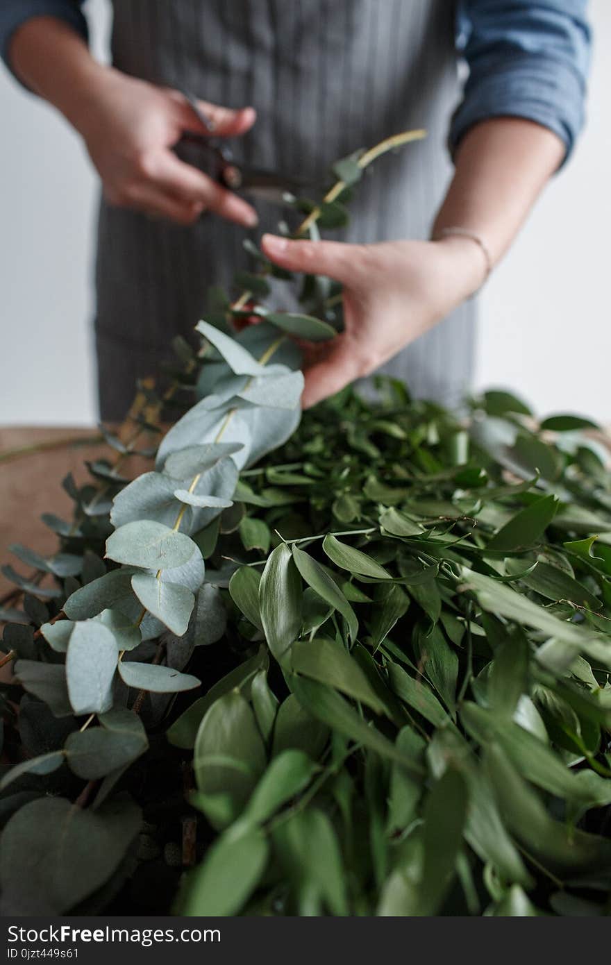 Florist in apron makes a bouquet of eucalyptus leaves. Florist in apron makes a bouquet of eucalyptus leaves