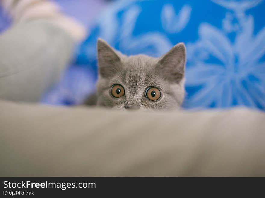 Cat looks out hiding, surprise, hunting sunlight