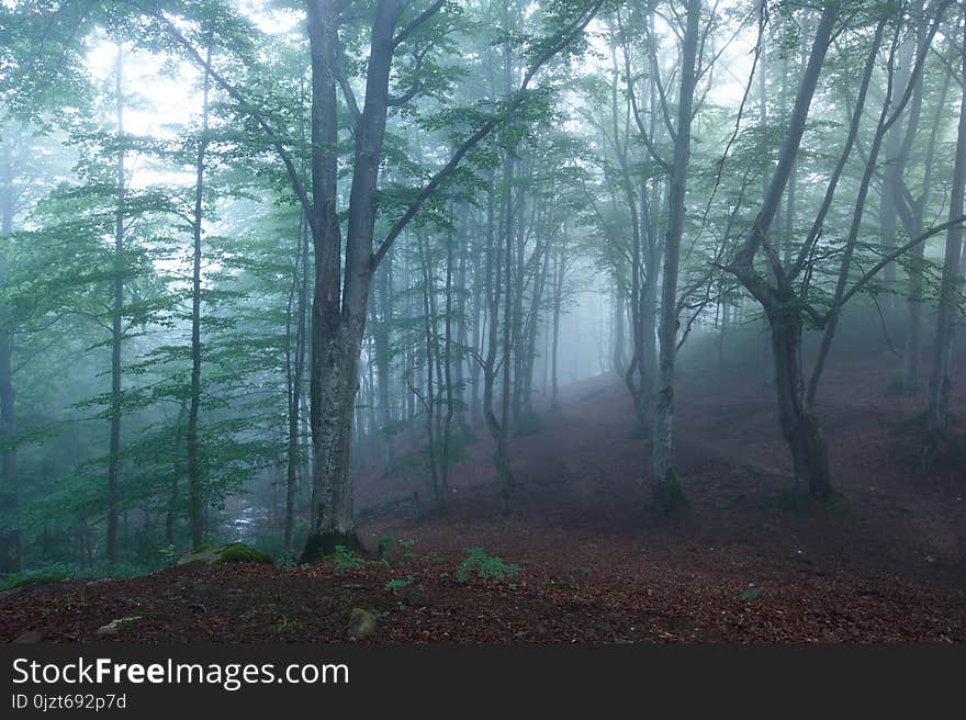 Colorful landscape with beech forest and the sun, with bright rays of light beautifully shining through the trees and morning fog.