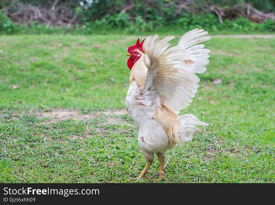 White Hen Walking In Nature Farm.