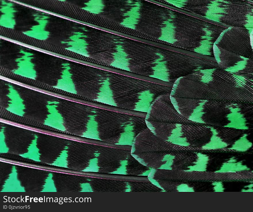 The colorful feathers of a bird closeup folded in a row like a fan