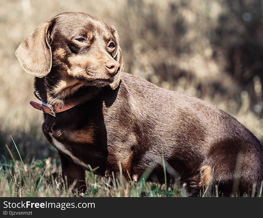 Little dachshund purebreed long bodied short legged small dog playing outside on grass during summer spring weather. Little dachshund purebreed long bodied short legged small dog playing outside on grass during summer spring weather