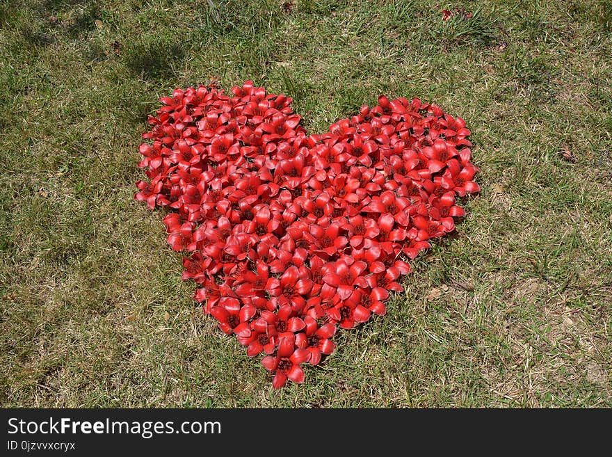 Red Silk Cotton Tree flowers in heart shape