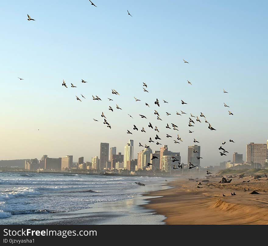 A flock of mainly domesticated pigeons converge upon a Durban beach South Africa. A flock of mainly domesticated pigeons converge upon a Durban beach South Africa