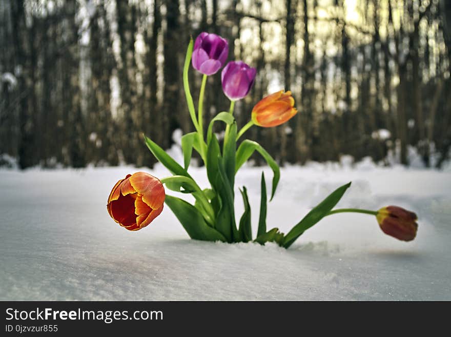 Beautiful tulips growing in snowdrift in winter forest. Beautiful tulips growing in snowdrift in winter forest