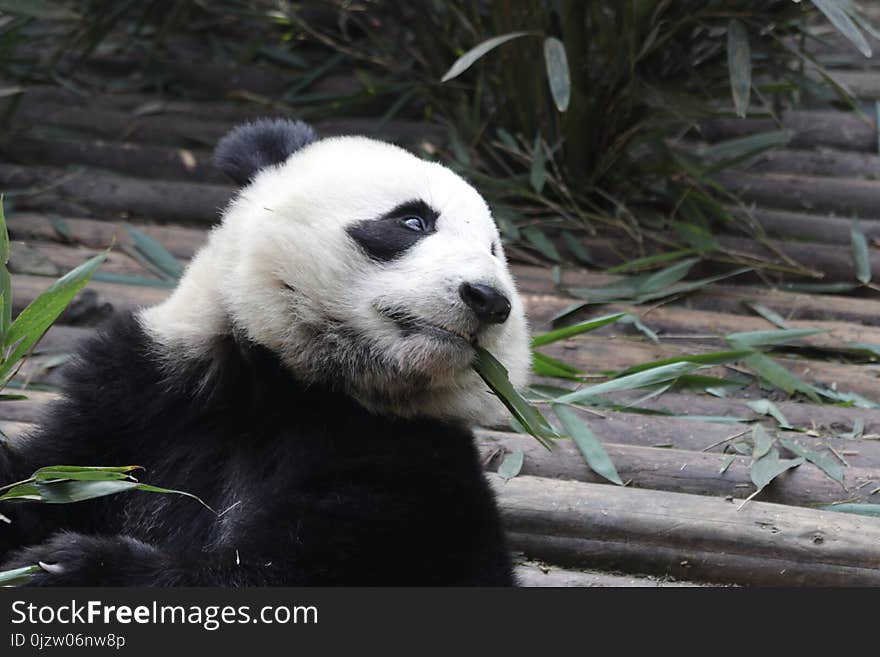 Closed-up Fluffy Giant Panda is Eating Bamboo Leaves with her Cub, Chengdu , China