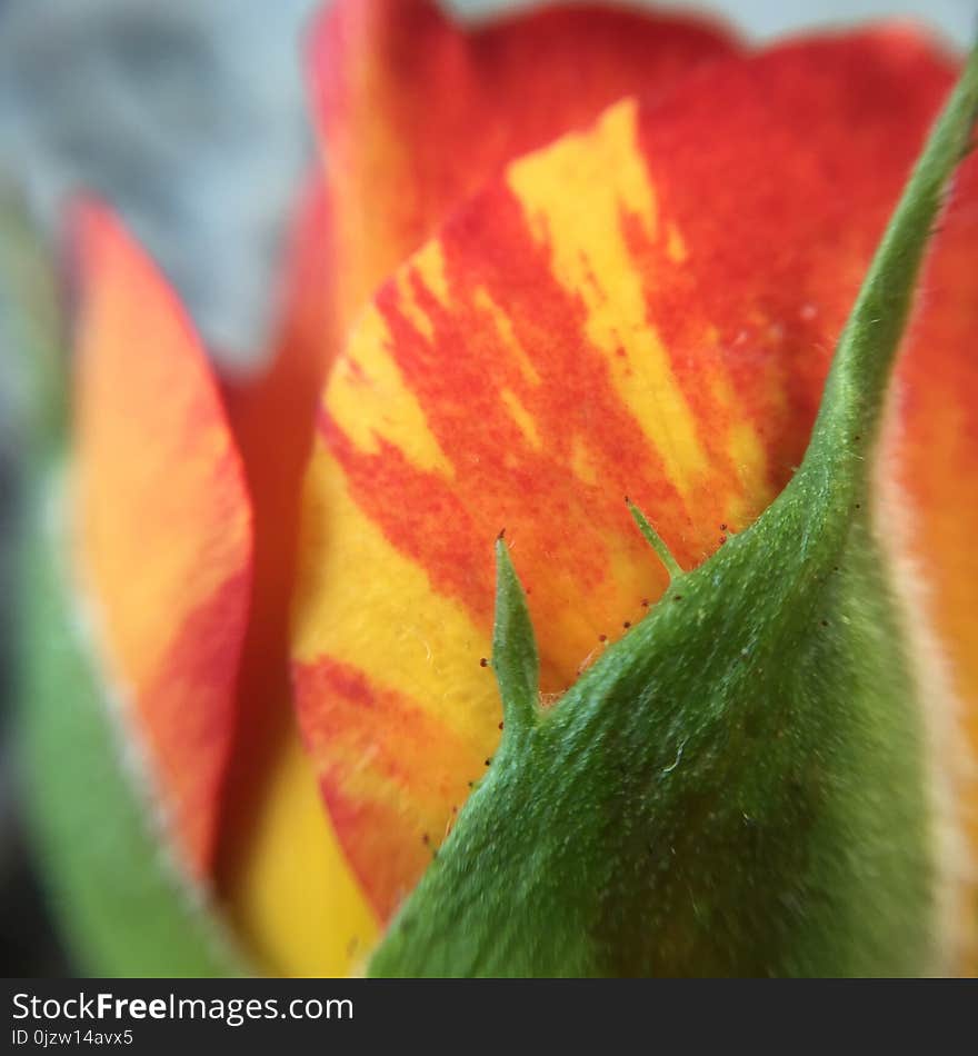 Flowers macro photography from my garden