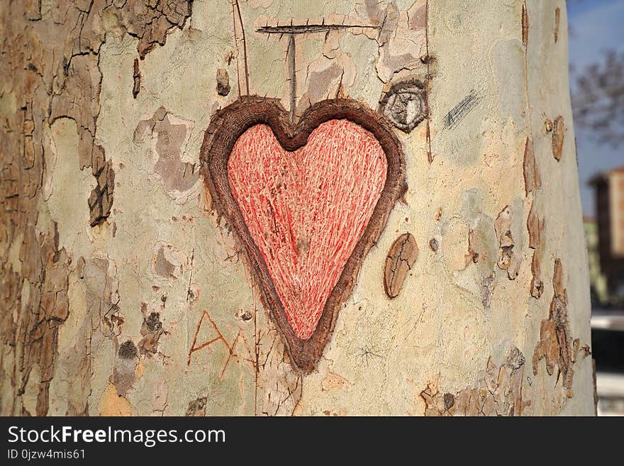 Heart carved in tree trunk