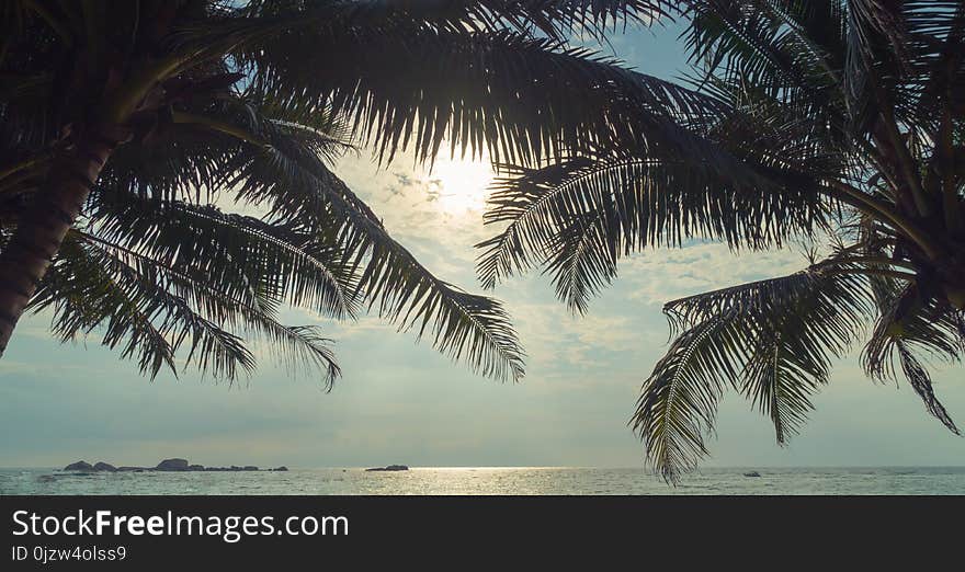 Palm Trees And Ocean At Sunset In Sri Lanka.