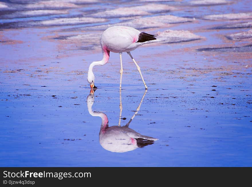 Pink big bird Flamingo in the water. Atacama Desert. Chile.