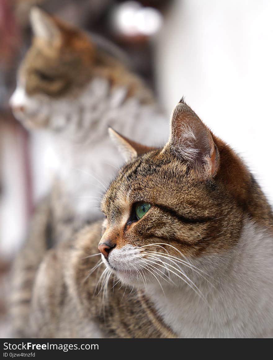 Two cats are looking at one direction