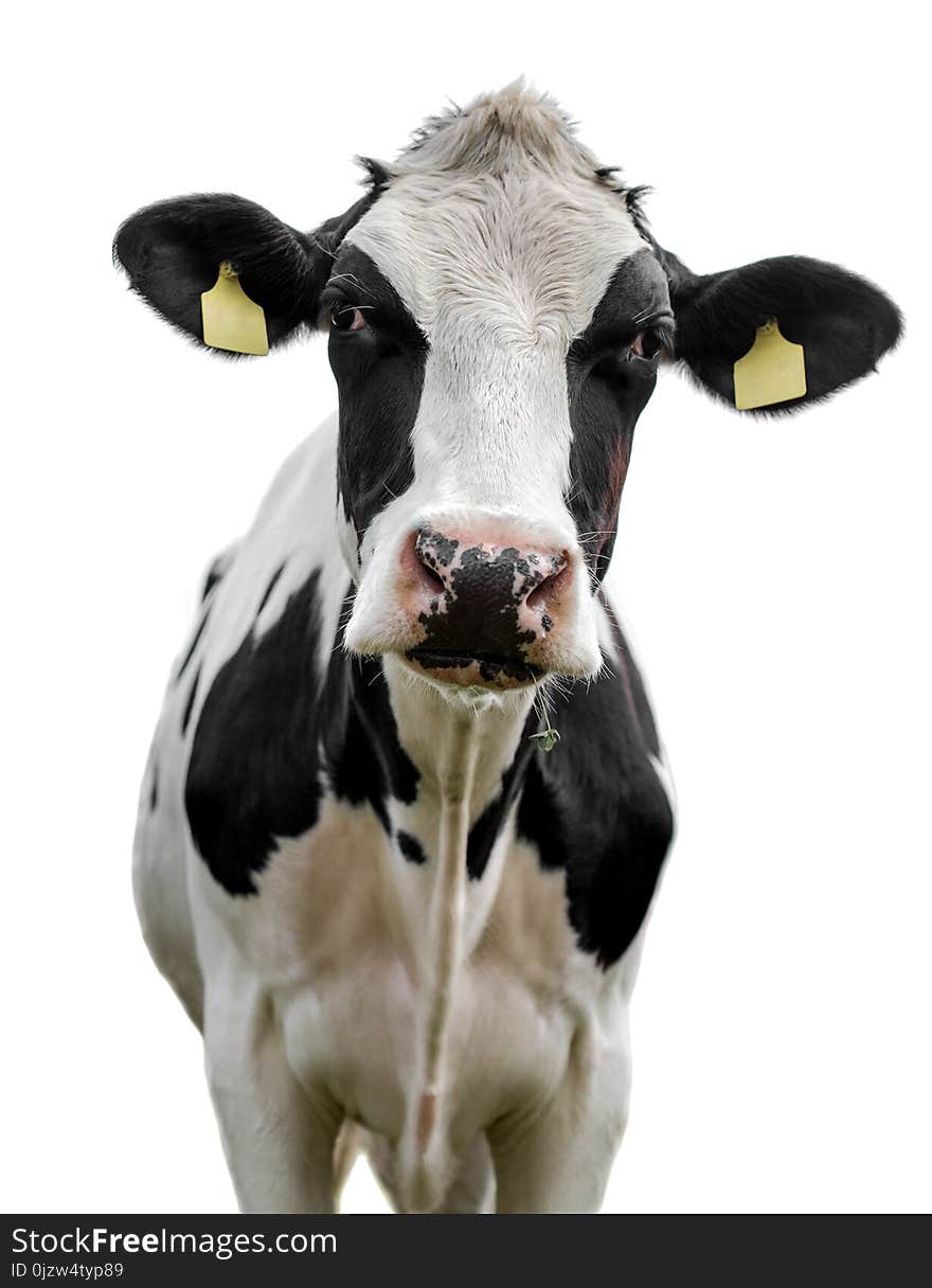 Cow on a white background