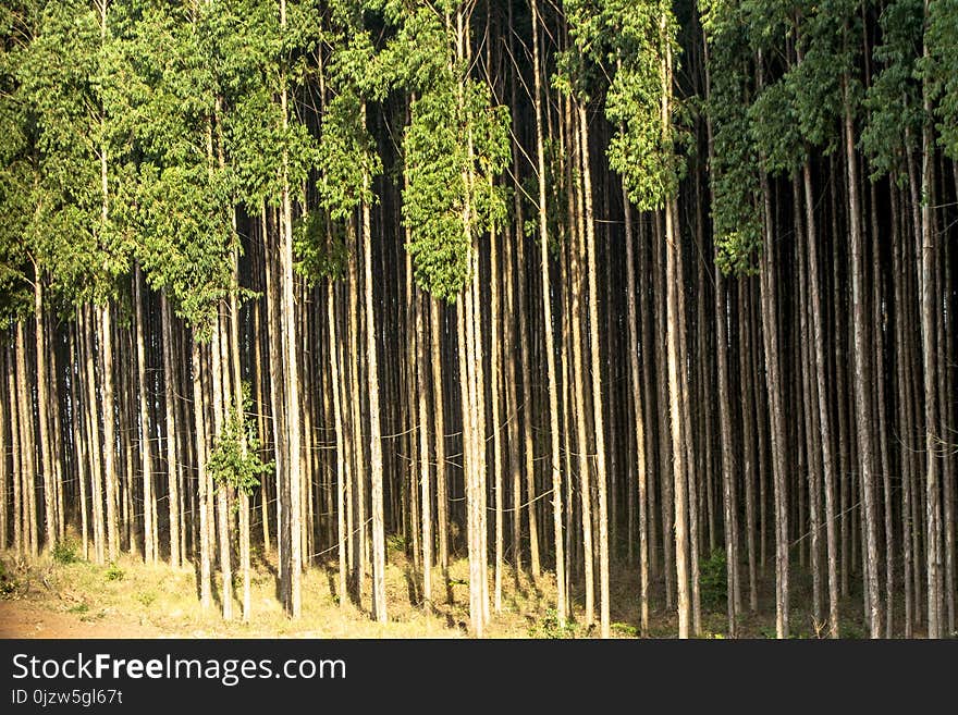 Forest of eucalyptus tree in Sao Paulo state, Brazil. Forest of eucalyptus tree in Sao Paulo state, Brazil