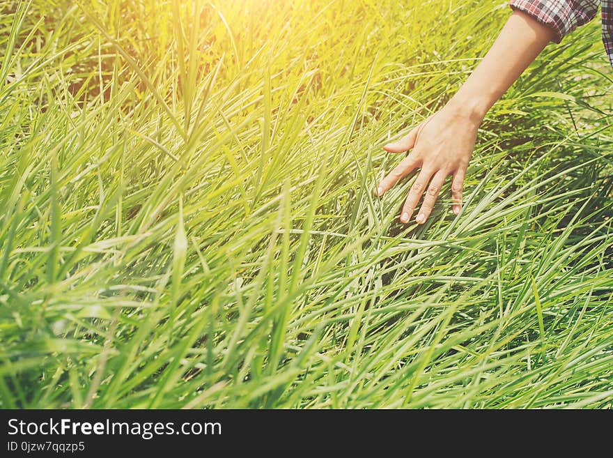 Woman hands touching the grass on the green meadows background. Woman hands touching the grass on the green meadows background