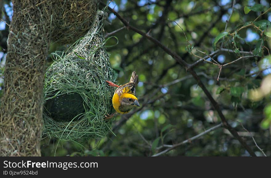 Birds of Maharashtra. Birds of Maharashtra