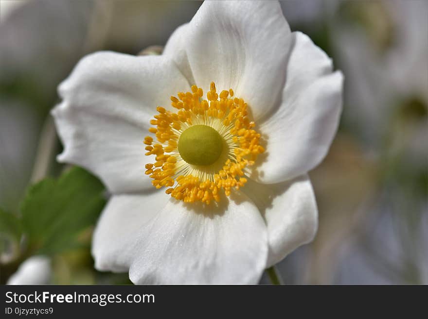 Flower, Flora, Wildflower, Petal