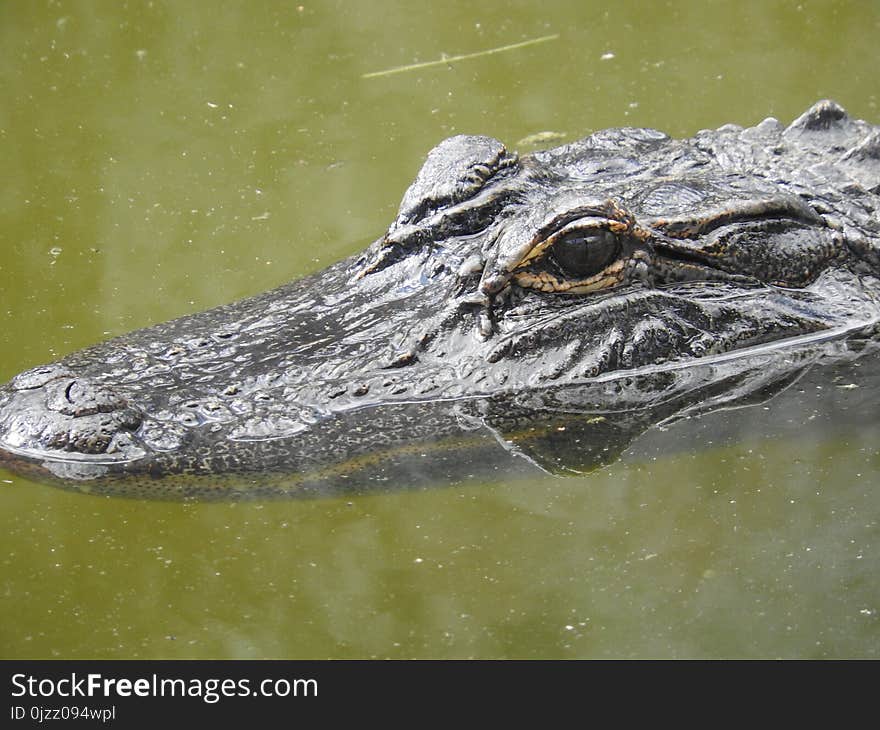 Crocodilia, Alligator, Crocodile, American Alligator