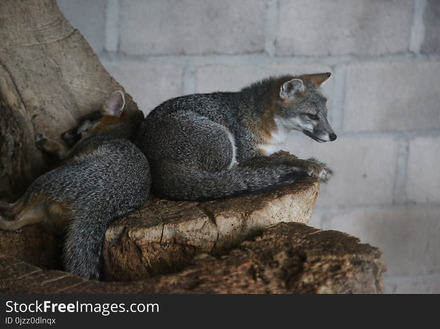 Mammal, Fauna, Grey Fox, Fox