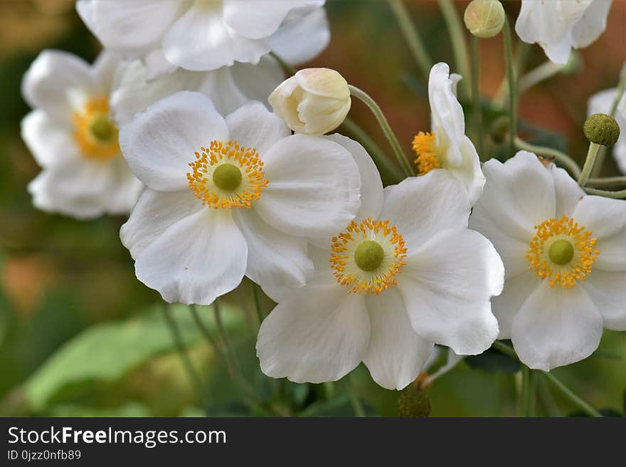 Flower, Flora, Plant, Flowering Plant