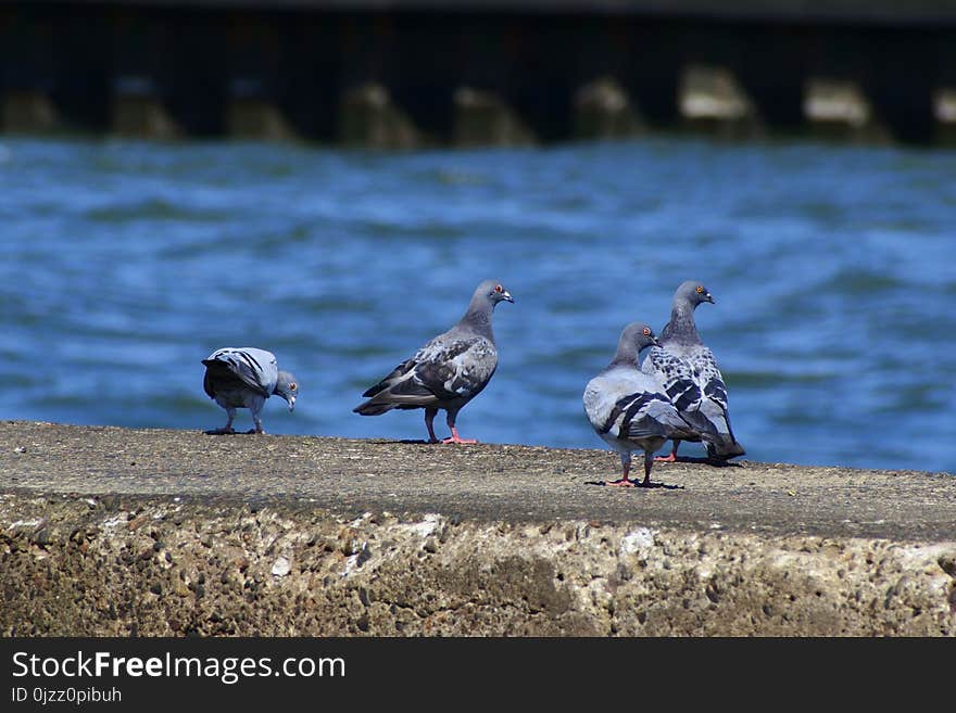 Bird, Seabird, Beak, Gull