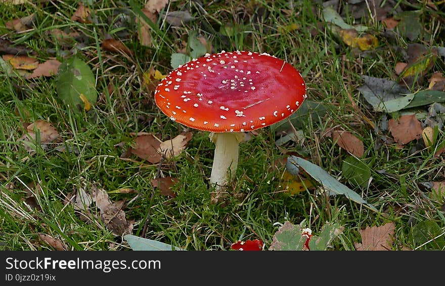 Fungus, Mushroom, Agaric, Flora